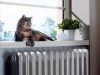 4 HVAC-onderhoudstips voor eigenaren van gezelschapsdieren in Katy, TX